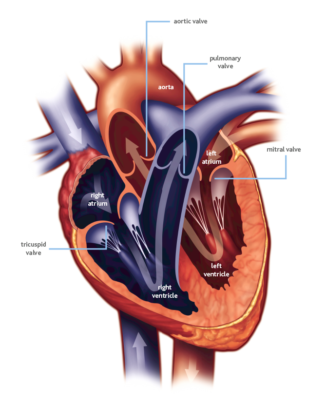 What Is Heart Valve Disease Heart Valve Voice Us